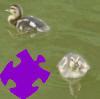 Baby Ducks Jigsaw