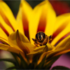 Bee on a Gazania Jigsaw