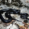 Black Rat Snake Jigsaw